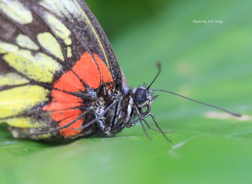 Hurt Butterfly2 Photo by alfredkktang Photobucket