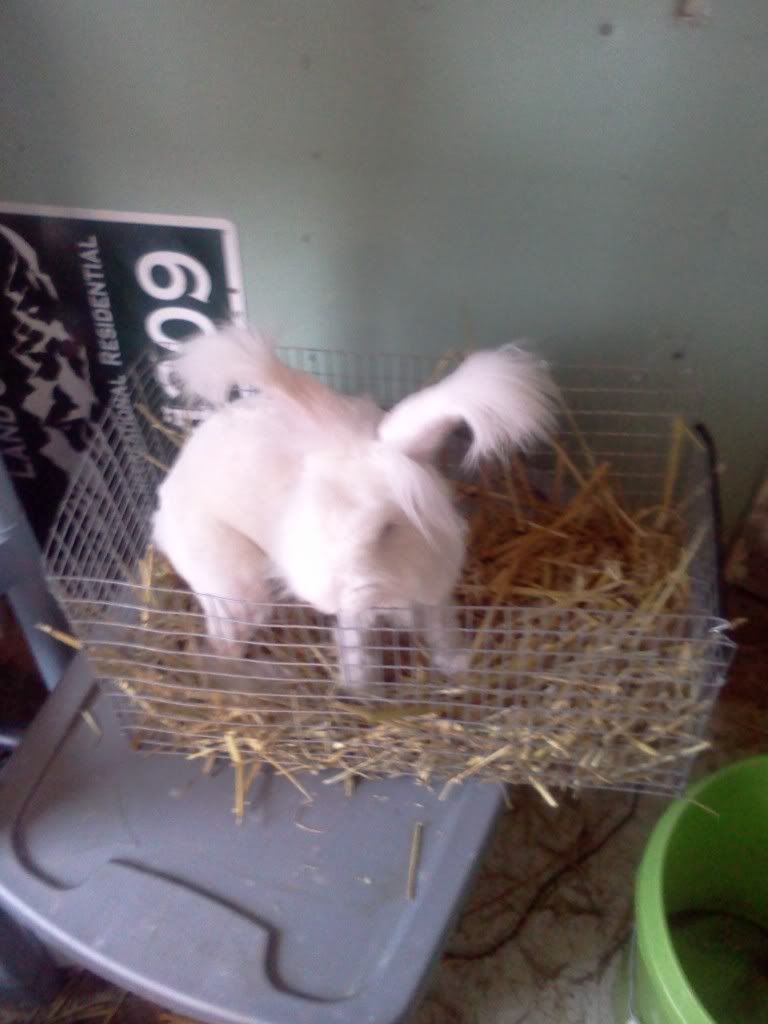 Set up question - nest boxes and manure removal - Rabbits