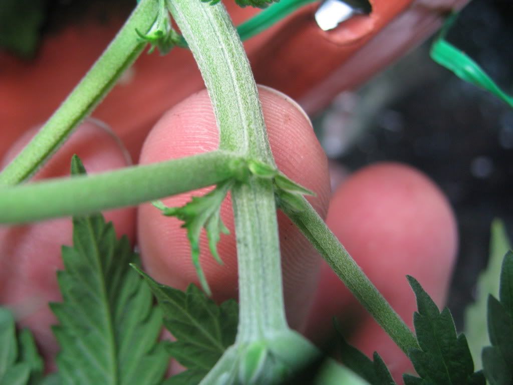 Bud Sites Cannabis