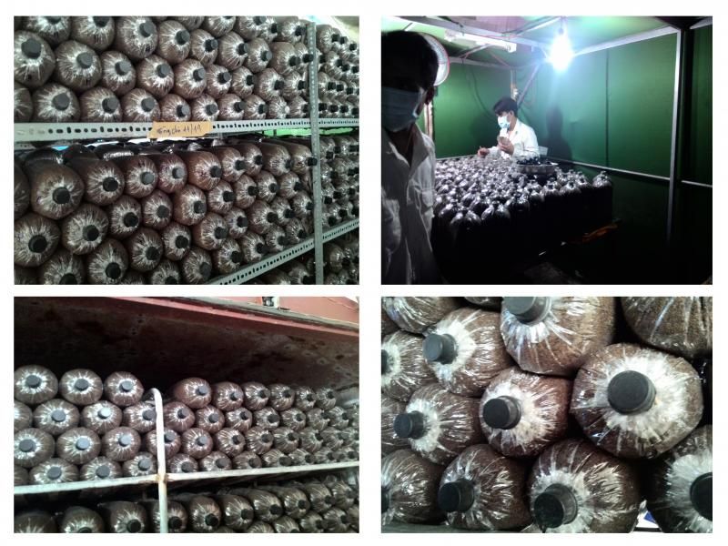 Cung cấp nấm linh chi đỏ tươi nguyên chất - hàng thật - giá thật!!! - 1