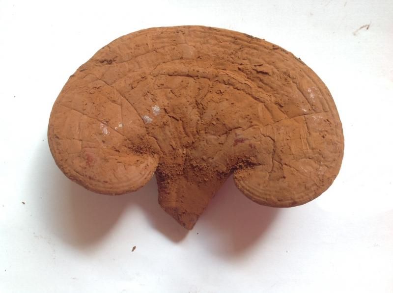 Cung cấp nấm linh chi đỏ tươi nguyên chất - hàng thật - giá thật!!! - 4