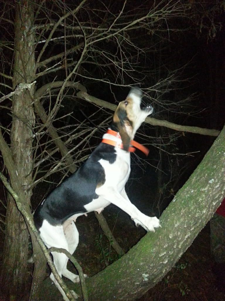 ukc coonhound top reproducers