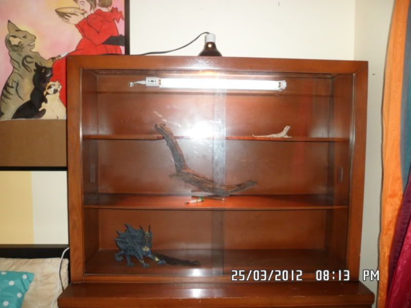 China into vivarium Dendroboard