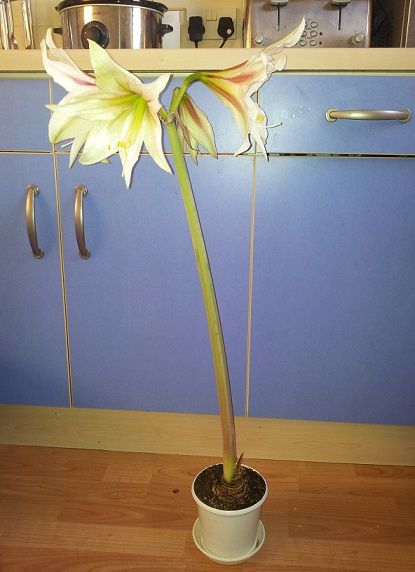 flower_zpsa362d8a2.jpg