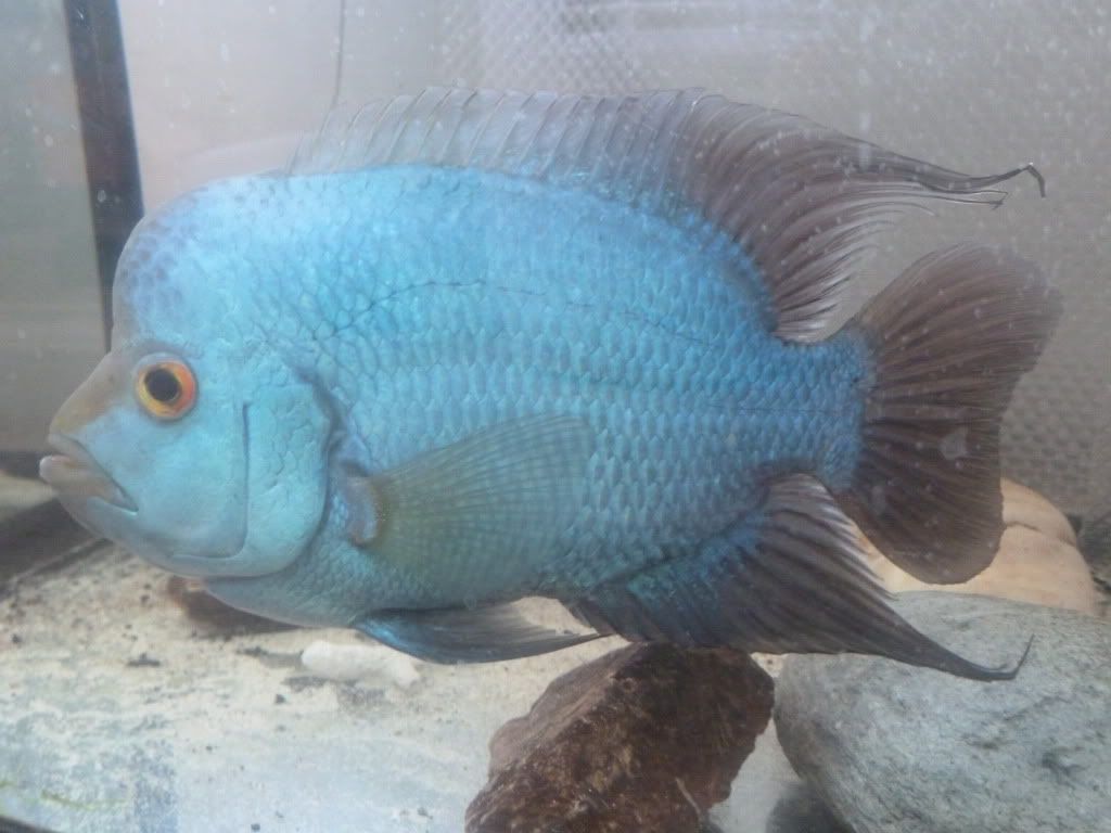 blue diamond flowerhorn