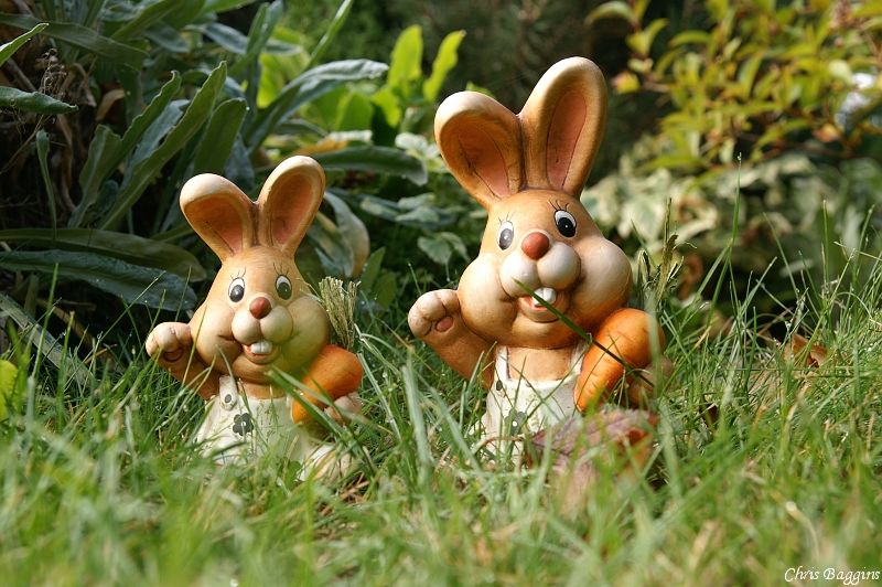  photo 20121007_Garden_hare_twins_PICT7627.jpg