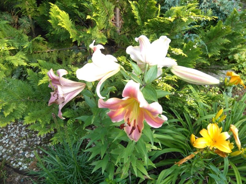  photo DSC_0007_flowers_summer2015_zpsp36jeeor.jpg
