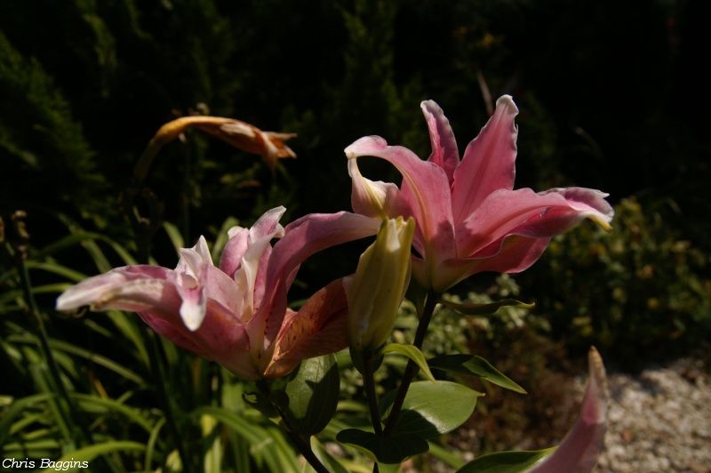 photo PICT6480_summer_garden_201408_zpsbfe415fa.jpg