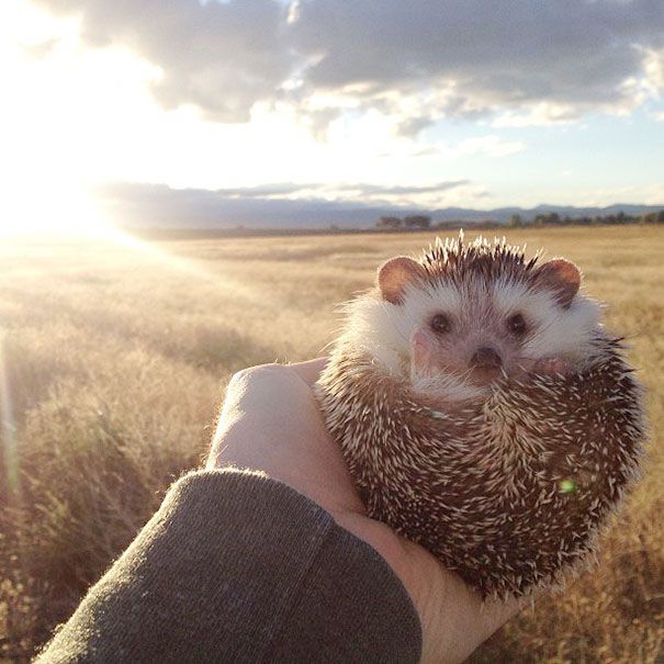 Meet Biddy, The Travelling Hedgehog