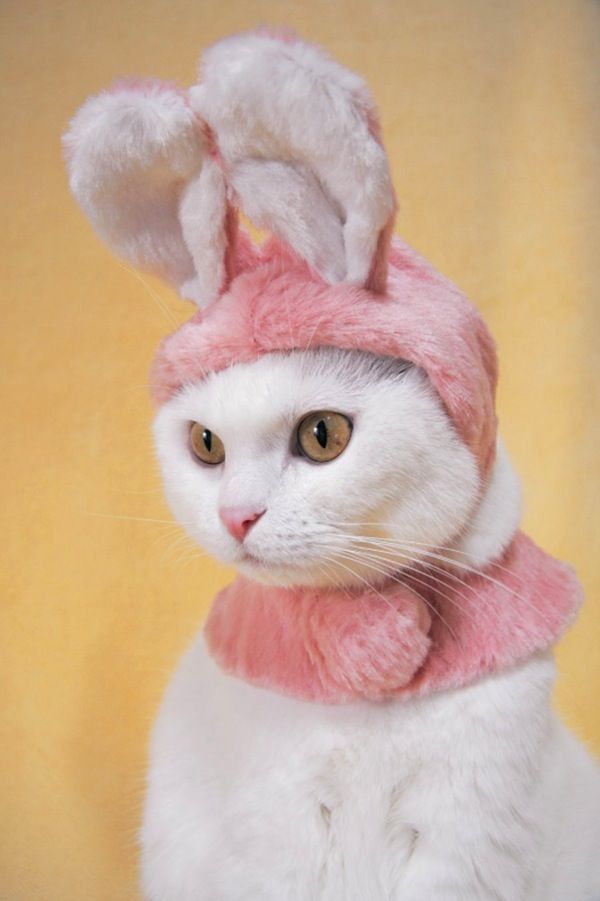 A Book that Catalogs Funny & Absurd Fashion Trends for Cats