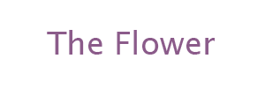 TheFlower-1.png