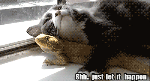 photo tumblr_m4xmeb6Ei41qj3ir1_zps499cc378.gif