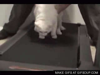 photo lazy-cat-on-a-treadmill-o_zpsc6ae5530.gif