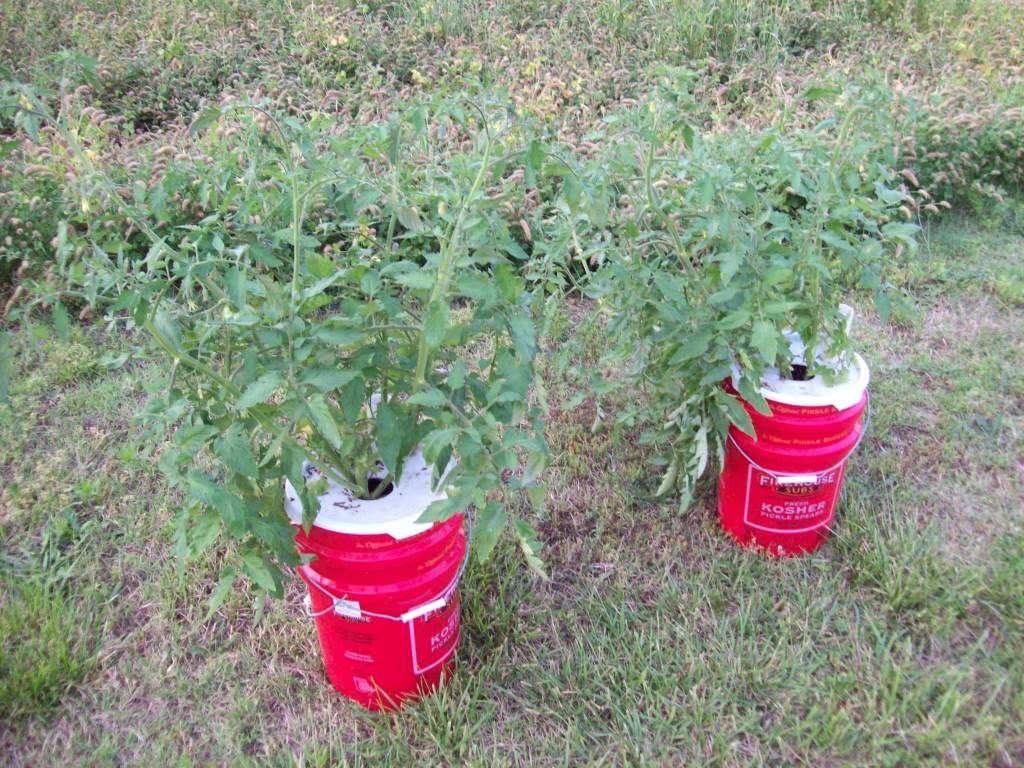 What Can I Grow In 5 Gallon Buckets