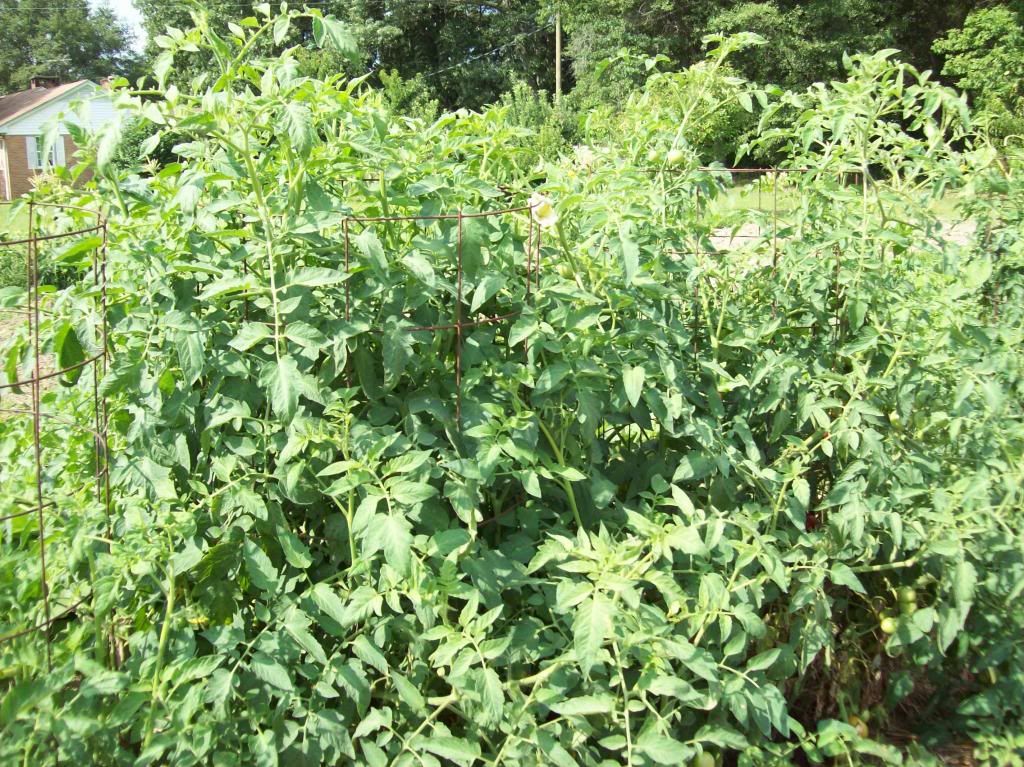 Steak house photo 100_2632.jpg