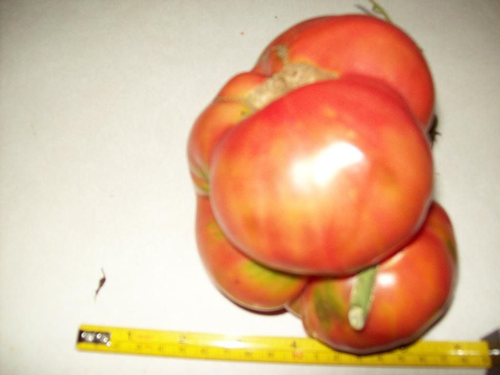 photo 100_2642.jpg