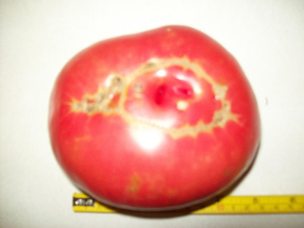  photo stealhouse1.jpg