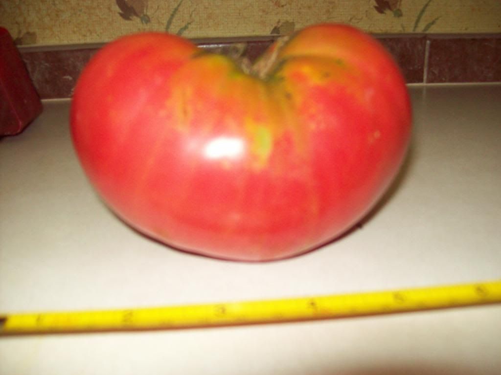  photo stealhouse2.jpg