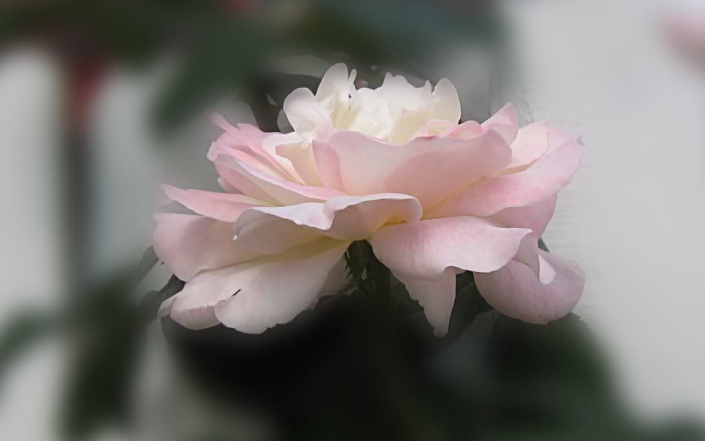 single white rose wallpaper. White Pink Rose Wallpaper