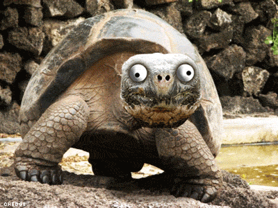 tortoise.gif